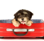 Náhled článku - Cestovní pojištění psa