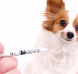 Náhled článku - Očkování psů