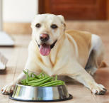 Náhled článku - Diety pro psy