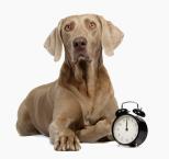Náhled článku - Jak pes vnímá čas