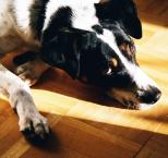 Náhled článku - Jak poznat, zda je váš pes nemocný? Fyzický stav psa