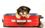 Náhled článku - Cestovní pojištění psa