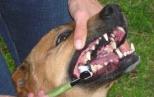 Náhled článku - Čištění zubů u psů 