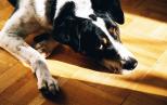 Náhled článku - Jak poznat, zda je váš pes nemocný? Fyzický stav psa