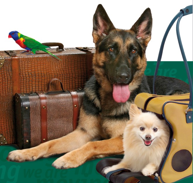 cestovni pojisteni pro psa